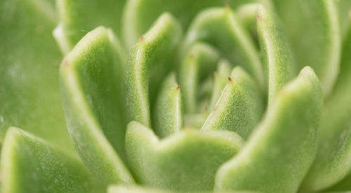 Full frame shot of cactus