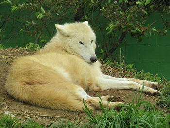 View of a dog resting on field