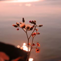 Close-up of flowering plant against orange sky