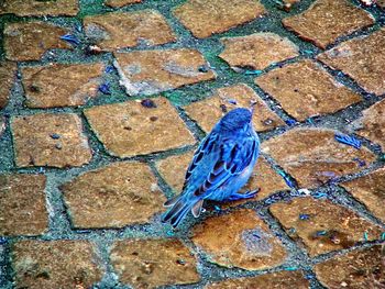 Close-up of bird on cobblestone