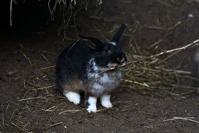 High angle view of rabbit on field