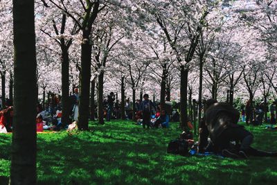 Trees in park