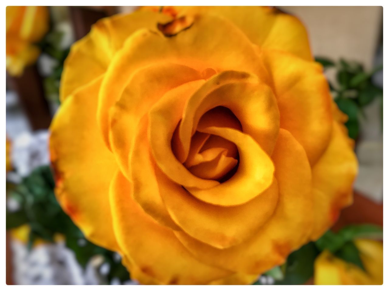 CLOSE UP OF ROSE FLOWER