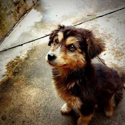 Dog lying on the ground