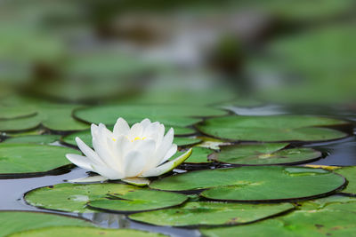 Close-up of lotus water lily in lake