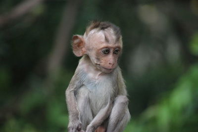 Portrait of monkey sitting on tree