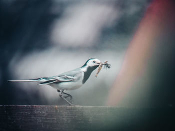 Close-up of seagull perching