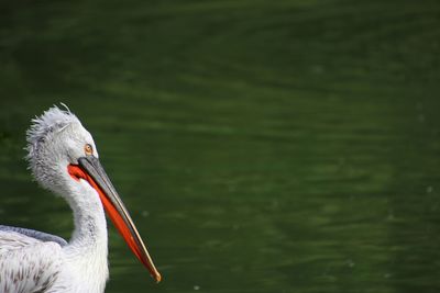 Close-up of a pelican 