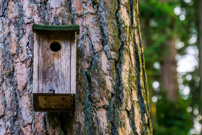 Close-up of birdhouse on tree trunk