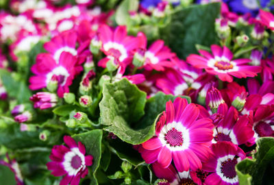 Close-up of pink flowers blooming outdoors