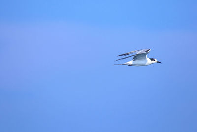 Low angle view of seagull flying in sky