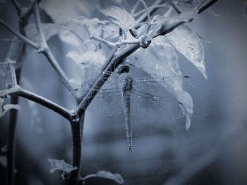 Close-up of snow