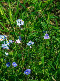 High angle view of purple flowering plants on field