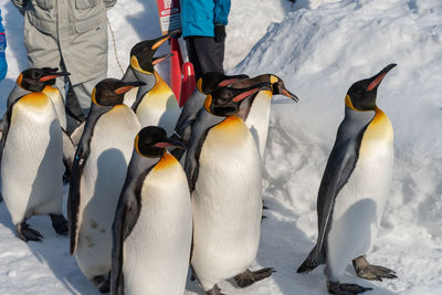 View of birds on snow