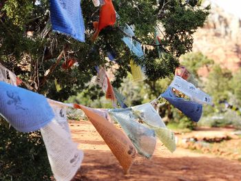 Prayer flags hanging on tree