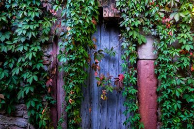 Ivy growing on wall