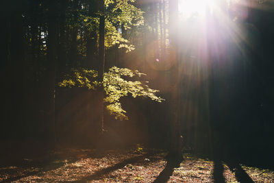 Sunlight streaming through trees in forest on sunny day