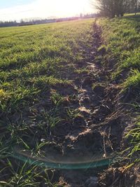 Scenic view of field against sky