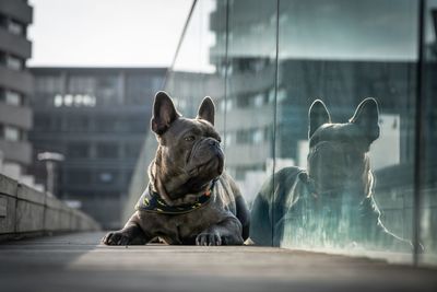 View of a dog looking away