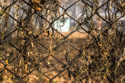 Close-up of bare tree branches