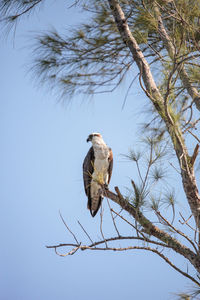 Osprey bird of prey pandion haliaetus perches on a tree at clam pass in naples, florida