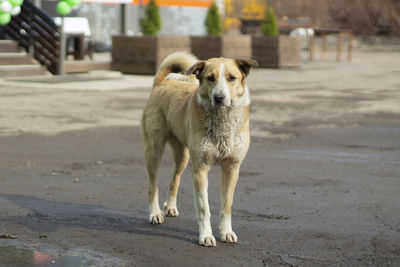A stray dog is standing in the street. the dog lives on the street. an abandoned pet in the city.