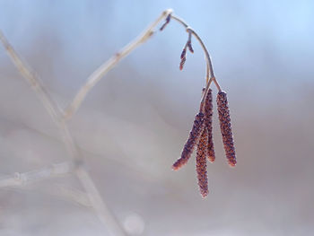 Close-up of flower hanging on twig