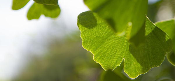 Close-up of fresh green leaves