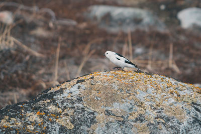 Close-up of bird perching on rock