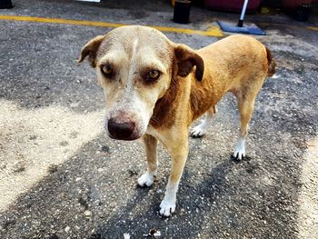 High angle view of dog standing on road