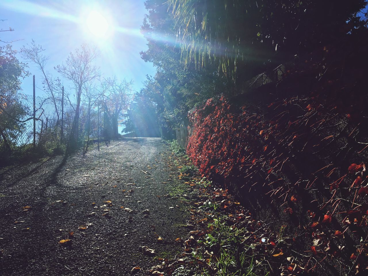 SUNLIGHT FALLING ON TREES IN FOREST AGAINST BRIGHT SUN