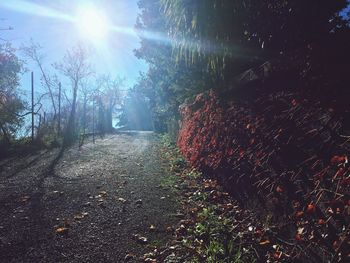 View of trees in forest against bright sun