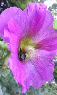 Close-up of purple flower