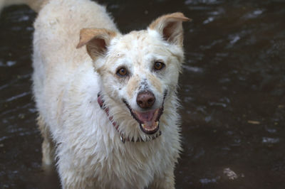 Portrait of dog standing outdoors