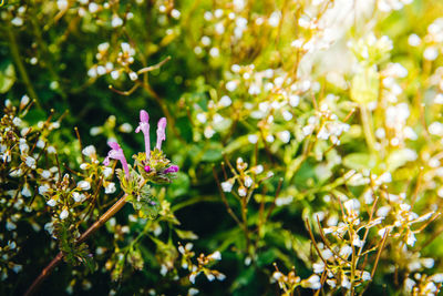 Close-up of insect on flowers
