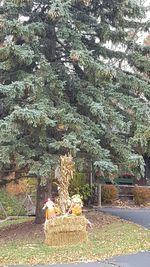 Plants growing on a tree