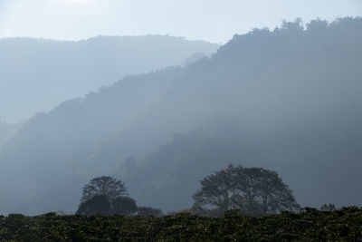 Trees on mountain against sky