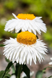 Close-up of white daisy flower