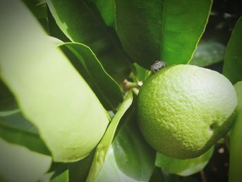 Close-up of fruits on tree