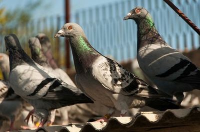 Pigeon perching on railing