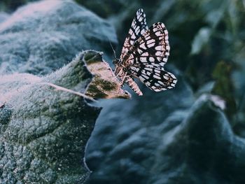 Close-up of butterfly on rock