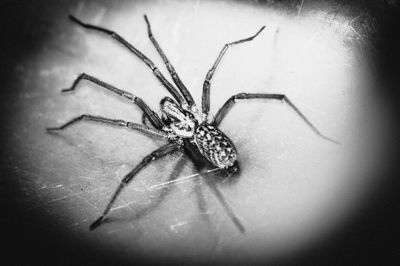 Close-up of spider