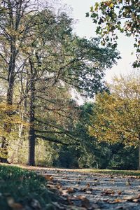 Trees in forest during autumn