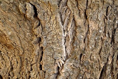 Full frame shot of tree trunk