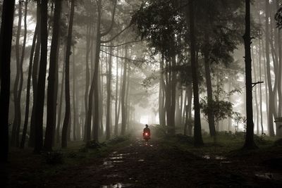 View of trees in forest