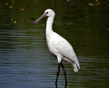 View of bird in lake