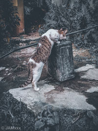 High angle view of a cat