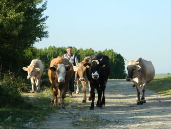 Man with cattle on dirt road against sky