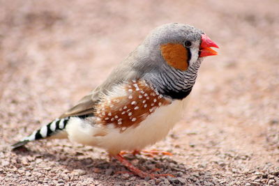 Close-up of bird perching on a field