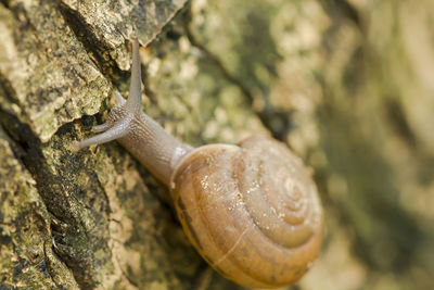 Close-up of snail on rock